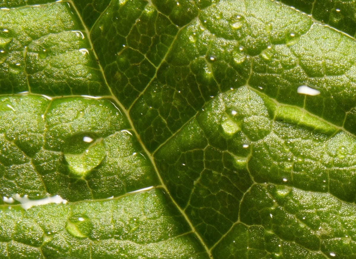 First try of macro photography